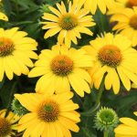Lemon Yellow
