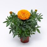 Deep Orange