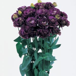 Lisianthus Rosanne Series