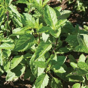 Basil Holy