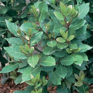 Bay Laurel