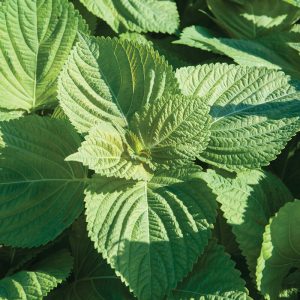 Shiso