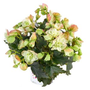 Begonia Frivola Magic