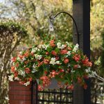 Red & White Mix
