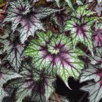 Curly Cherry Mint