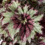 Curly Peppermint