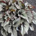 Shadow King Wintergreen