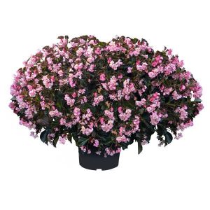 Begonia Stonehedge Light Pink Bronze Leaf