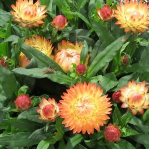 Strawflower Granvia® Series
