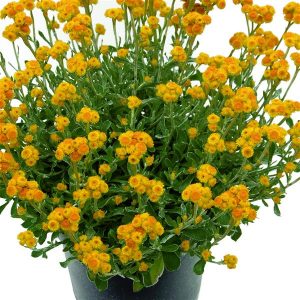 Yellow Buttons Desert Flame