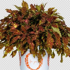 Coleus Down Town Series