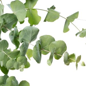 Eucalyptus Silver Dollar