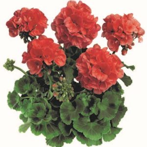 Geranium Americana Series