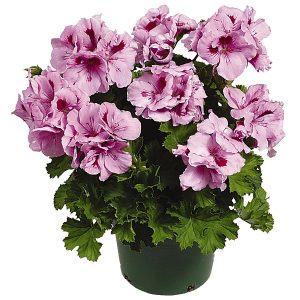 Geranium Regal Elegance Series