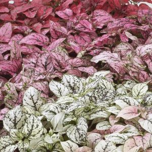 Polka Dot Plant Confetti Mix
