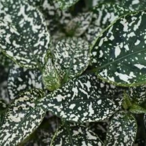 Polka Dot Plant Lotty Dotty Series