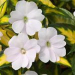 Tropical White