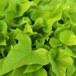 Limon Wedge