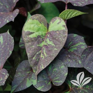 Sweet Potato Vine Kelly Ray