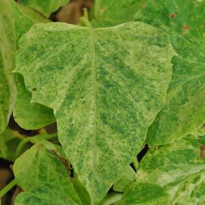 Sweet Potato Vine Sweet Georgia Green Splash