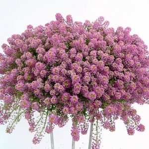 Lobularia STREAM™ Series