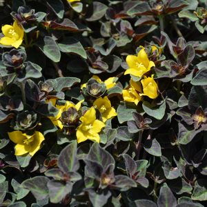 Moneywort Midnight Sun