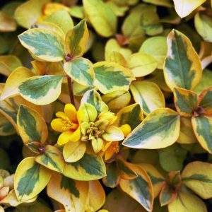 Moneywort Variegated