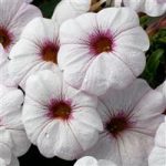 Snowberry White