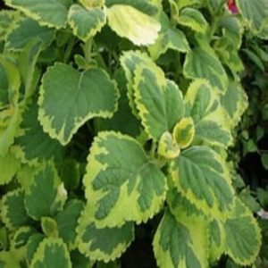Swedish Ivy Lemon Twist