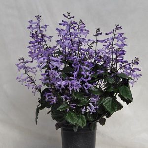 Swedish Ivy Lion Series