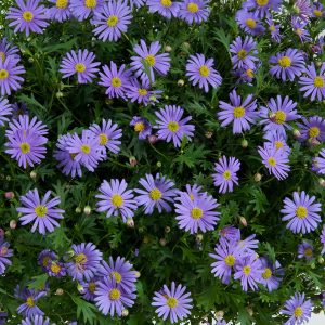 Rock Daisy Brasco Violet