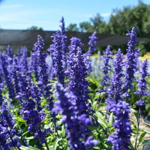 Salvia Catherdral Series