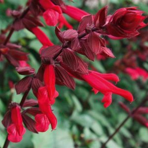 Salvia Skyscraper Dark Purple