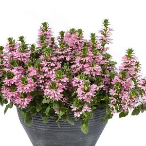 Fanflower Scampi Series