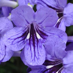 Cape Primrose Ladyslippers Series