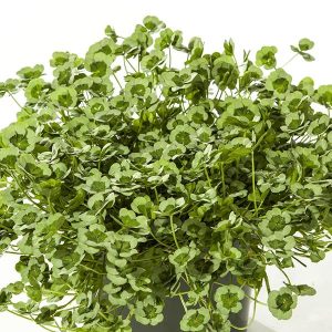 Clover 4 Lucky Series