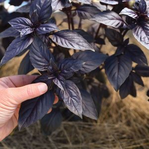 Basil Prospera Red