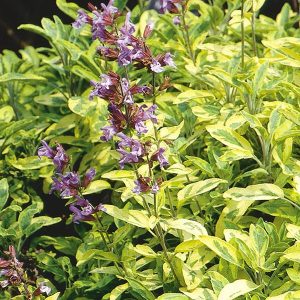 Sage Golden