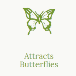 Attracts Butterflies