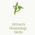 Attracts Hummingbirds