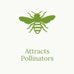 Attracts Pollinators