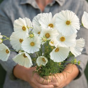 Cosmos Cupcake White