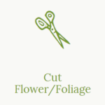Cut Flower or Foliage