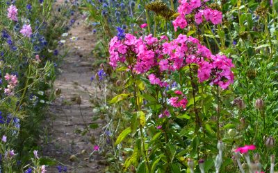 Create a Hidden Gem in Your Backyard