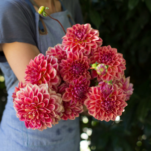 Dahlia All That Jazz