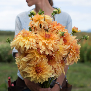 Dahlia Big Brother