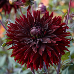 Dahlia Black Jack
