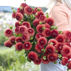 Dahlia Brown Sugar