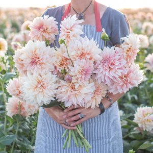 Dahlia Café Au Lait