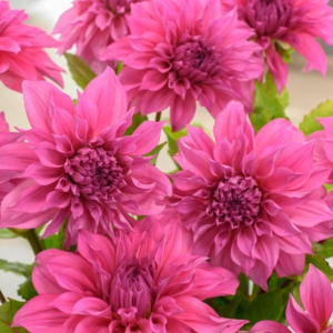 Dahlia Café Au Lait Rose